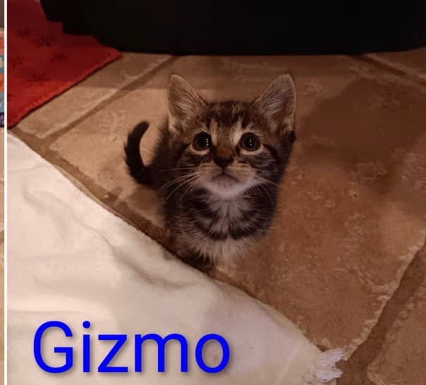 Gizmo - Tabby