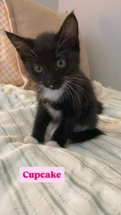 Cupcake - Tuxedo