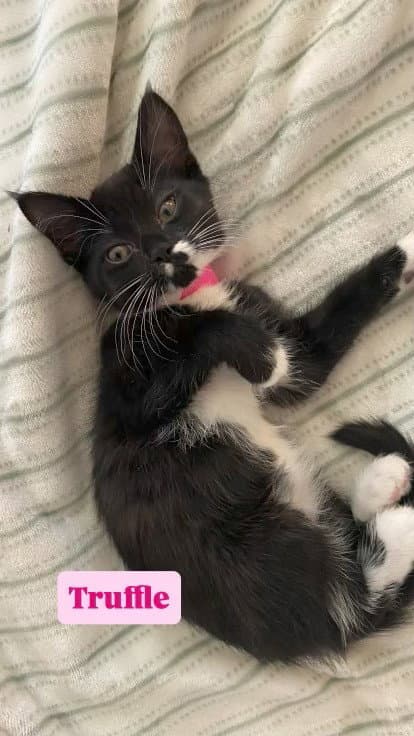 Truffle - Tuxedo