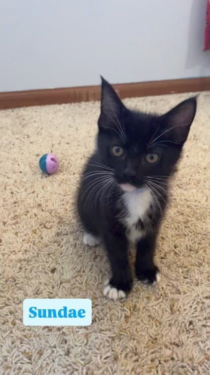 Sundae - Tuxedo
