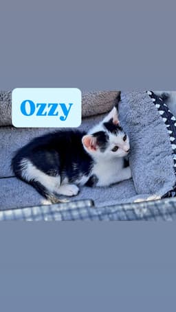 Ozzy image 1