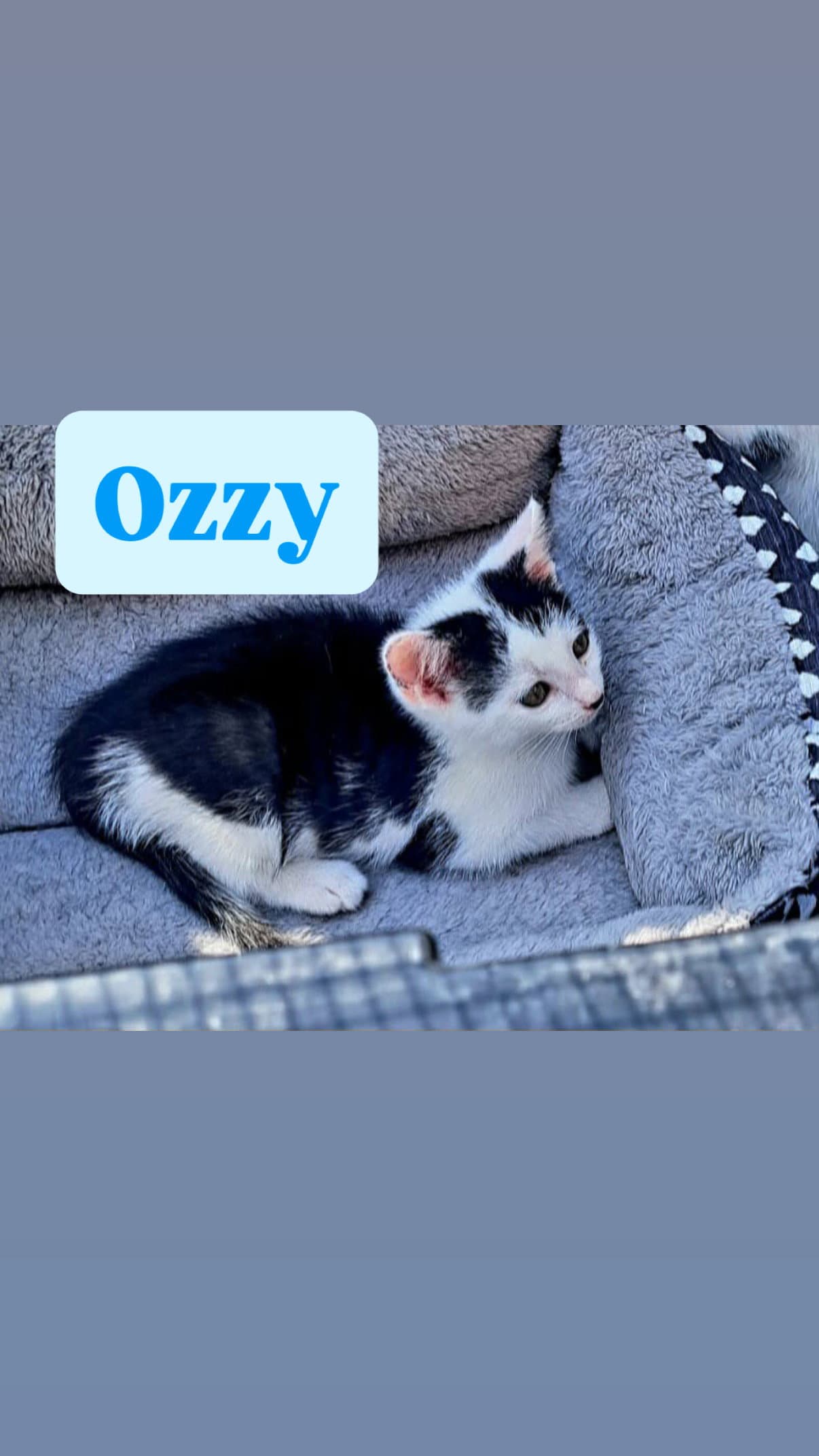 Ozzy - Domestic Short Hair