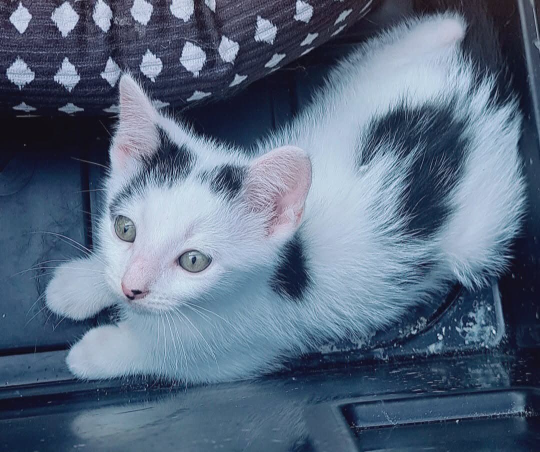 Rascal - Domestic Short Hair