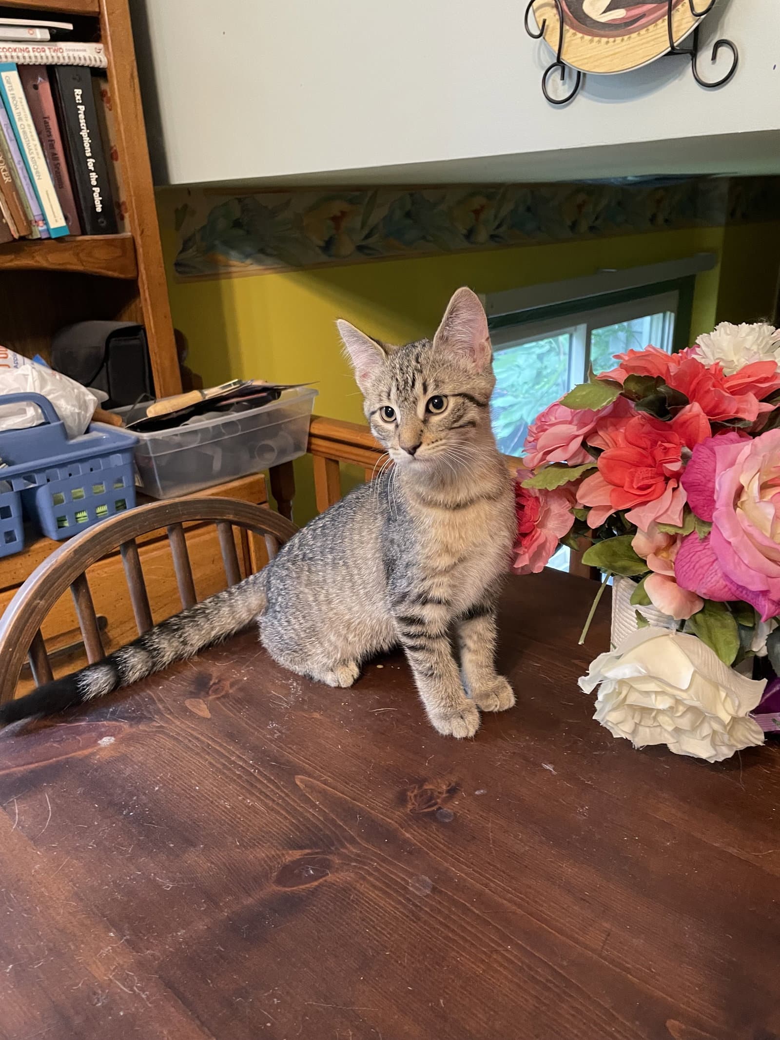 Grasshopper - Domestic Short Hair
