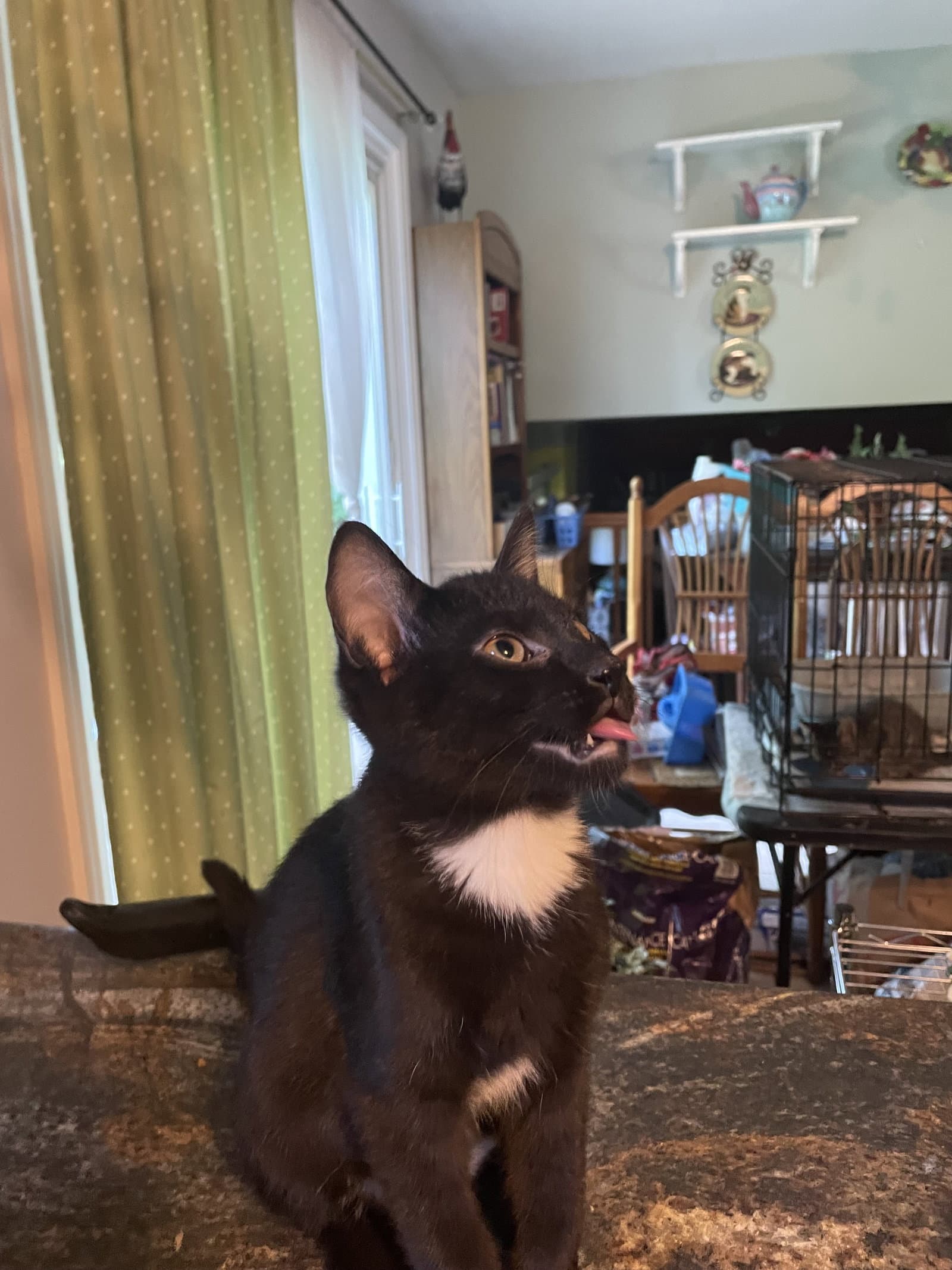 Roly-Poly - Domestic Short Hair