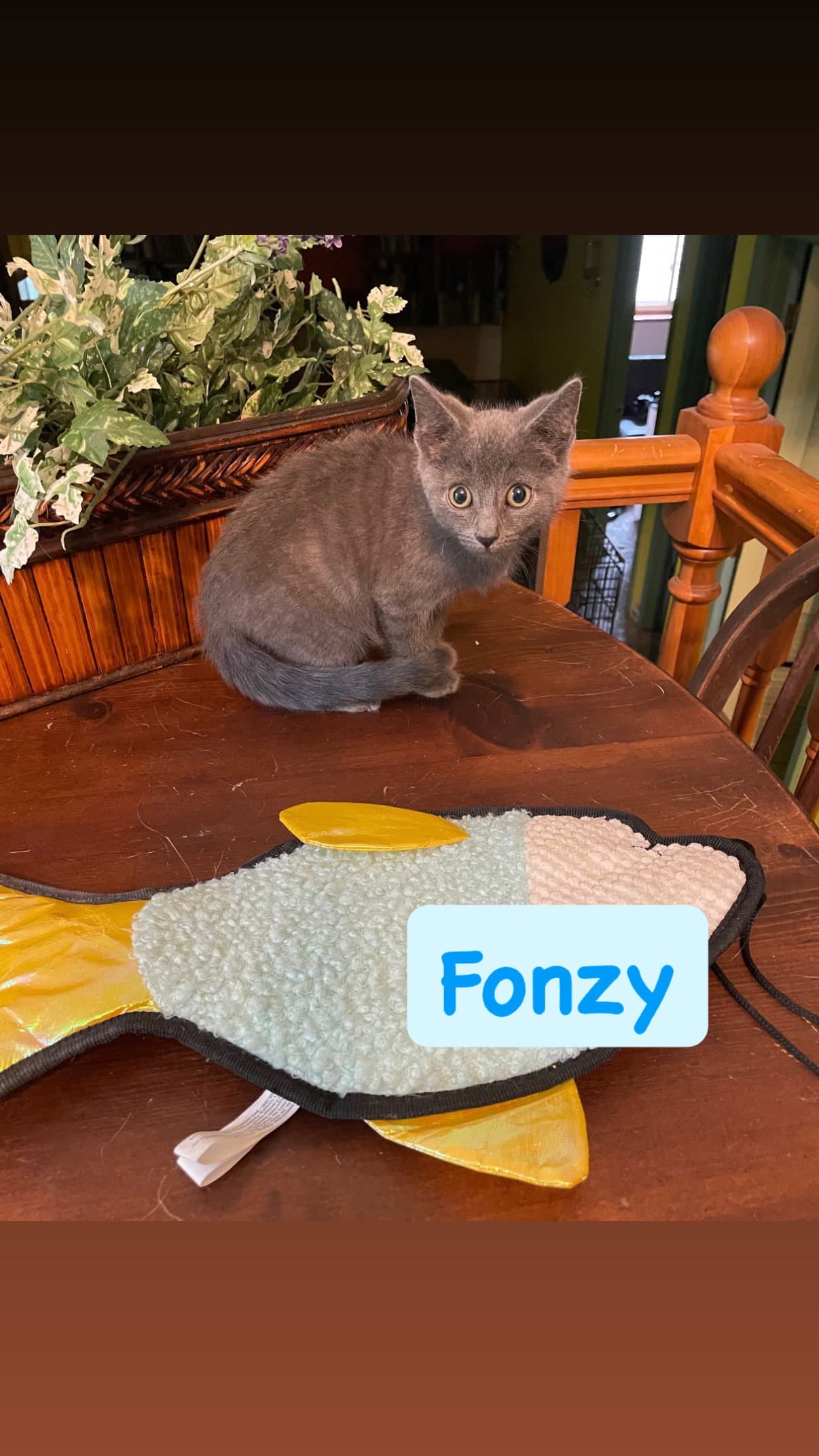Fonzy - Domestic Short Hair