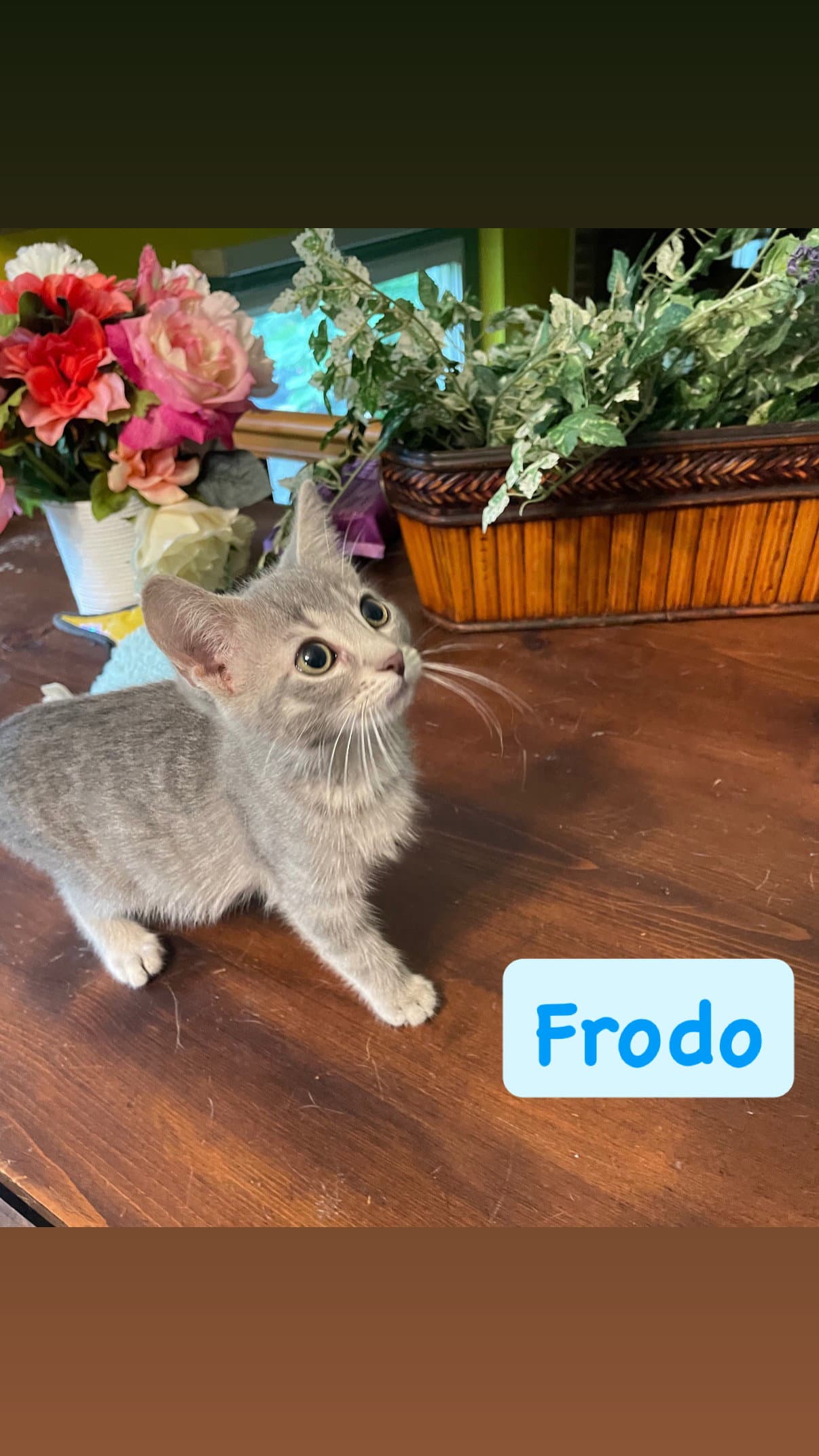 Frodo