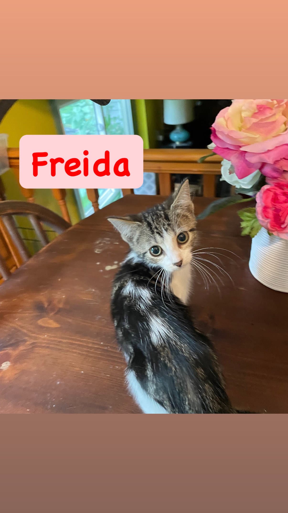 Freida - Domestic Short Hair