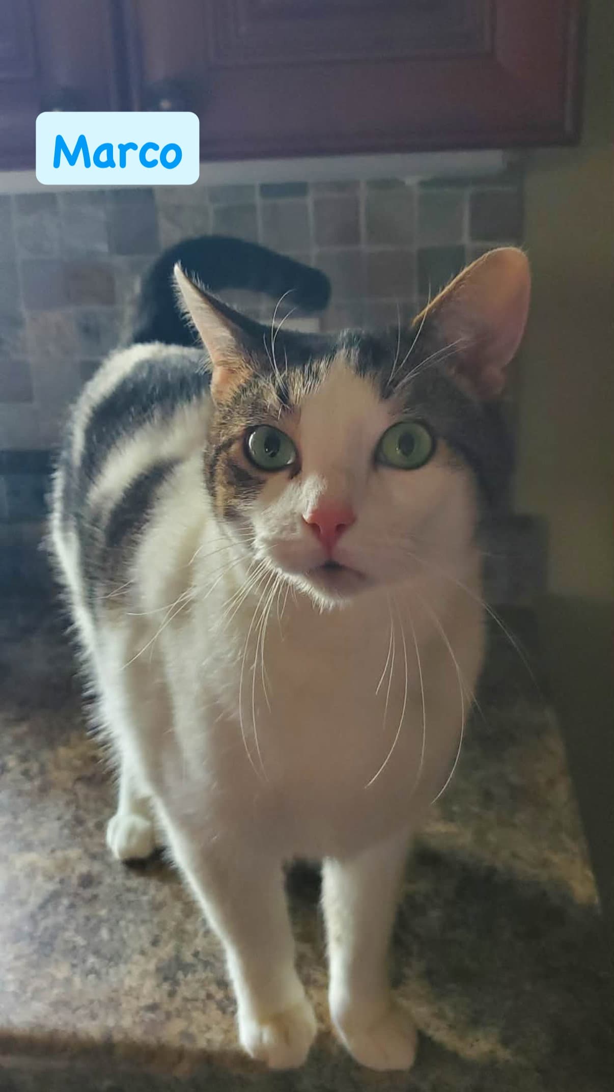 Marco - Domestic Short Hair