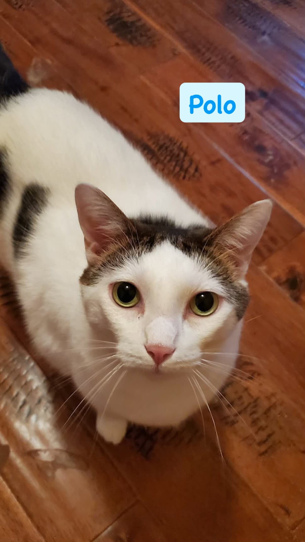 Polo - Domestic Short Hair