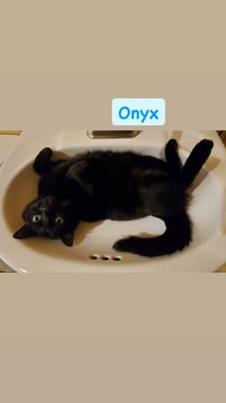 Onyx image 1