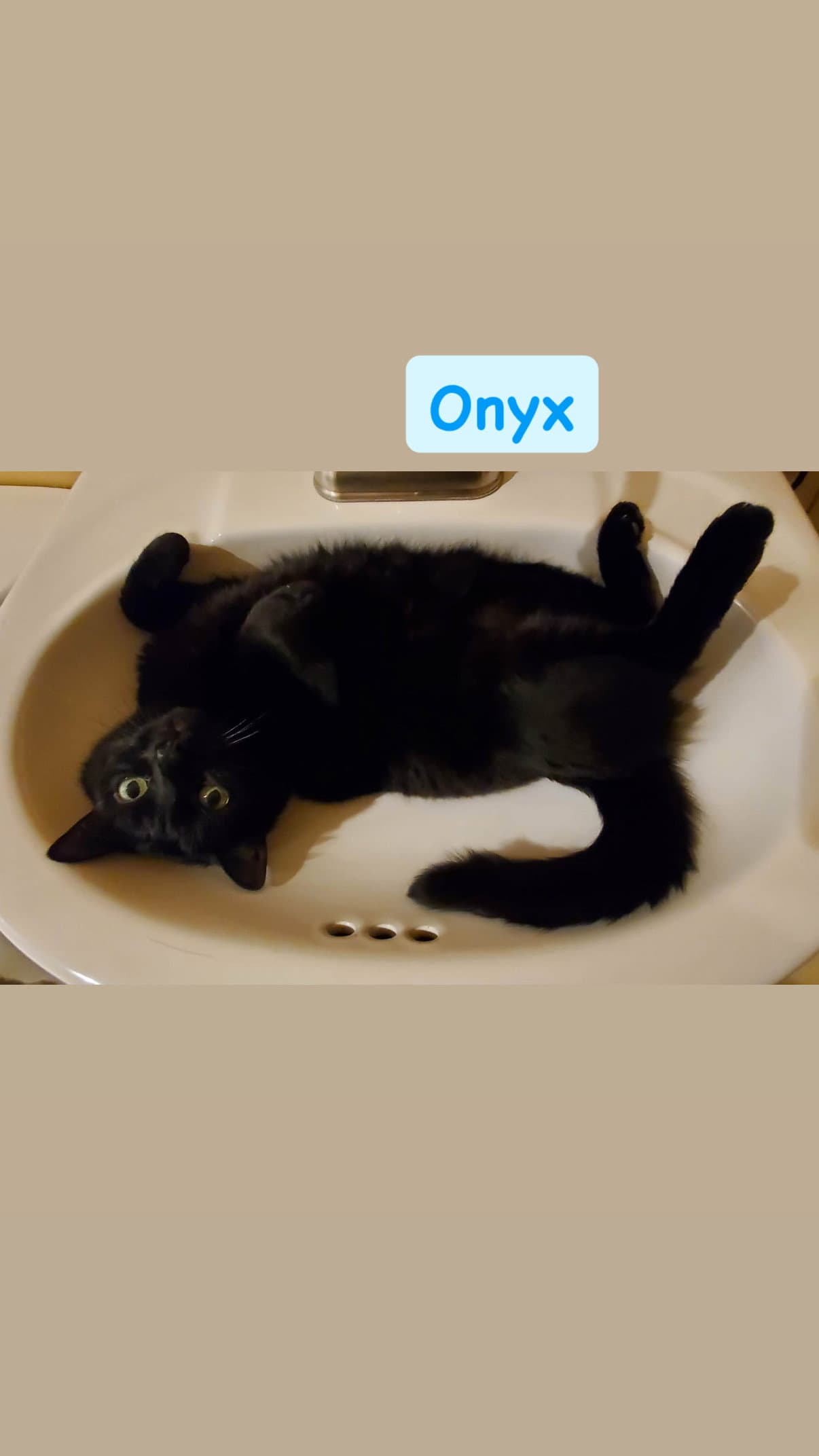 Onyx - Domestic Medium Hair