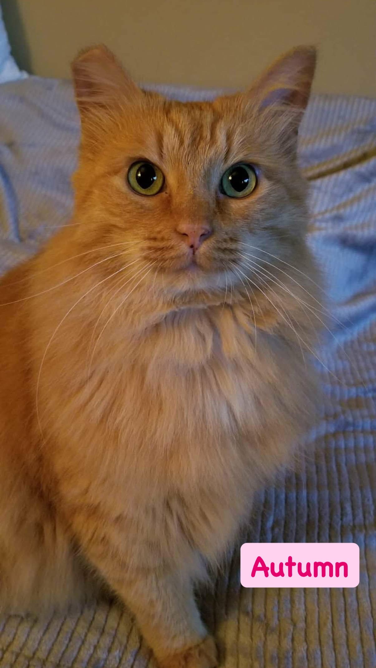 Autumn - Domestic Medium Hair