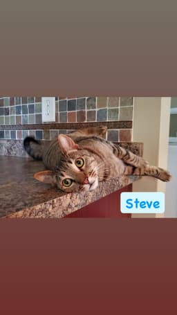 Steve image 1