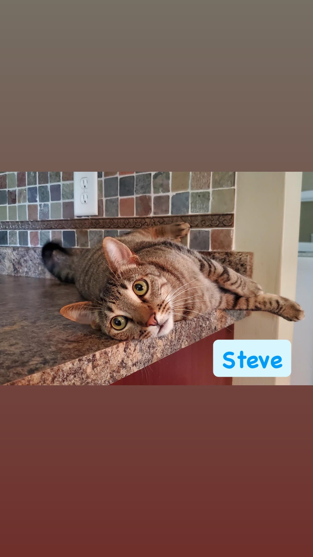 Steve - Tabby