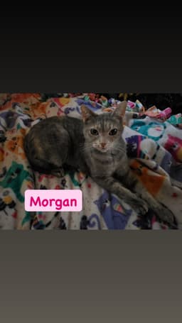 Morgan image 1