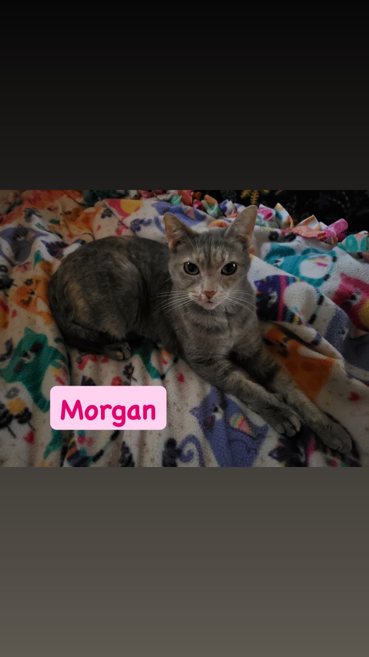 Morgan - Domestic Short Hair