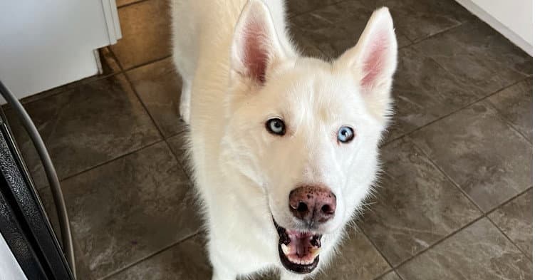 Teea - Husky