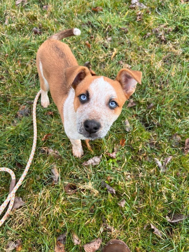 Patriot - Australian Cattle Dog/Blue Heeler