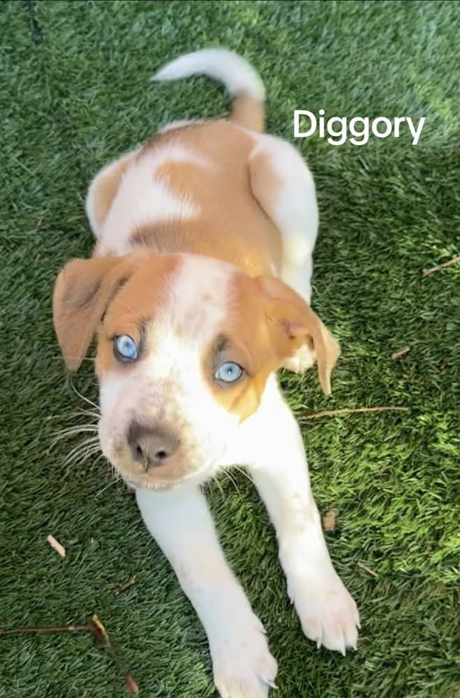 Diggory - Husky