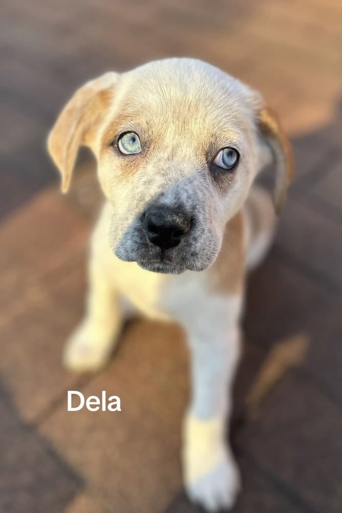Dela - Husky