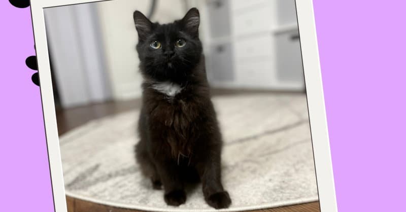 Nixie - Domestic Long Hair