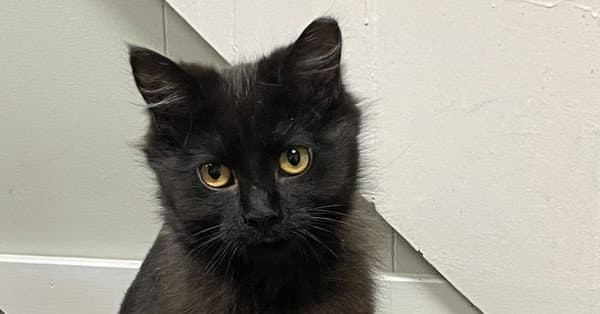 Hela - Domestic Long Hair