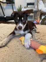 Sadie - Terrier