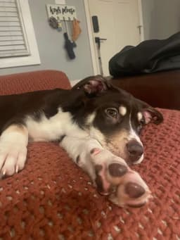 Sadie image 2