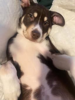 Sadie image 3