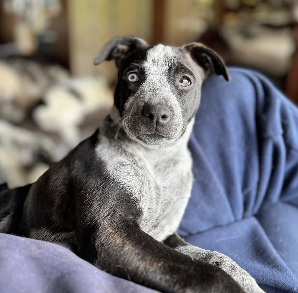 Flirt - Australian Cattle Dog/Blue Heeler