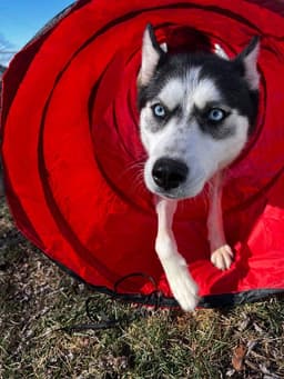 Kira image 1