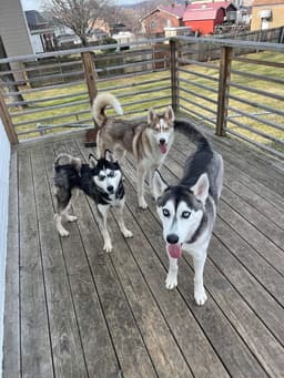 Kira image 2