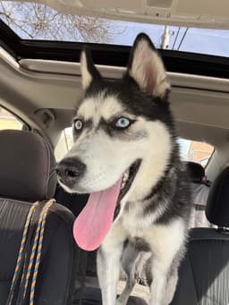 Kira image 4