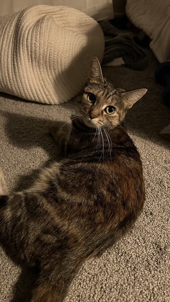 Mozzarella Ella - Domestic Short Hair