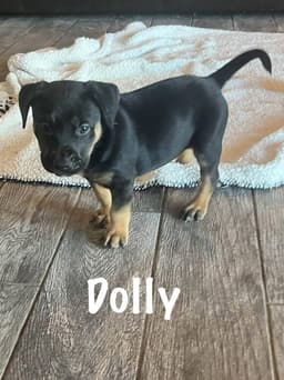 Dolly image 1