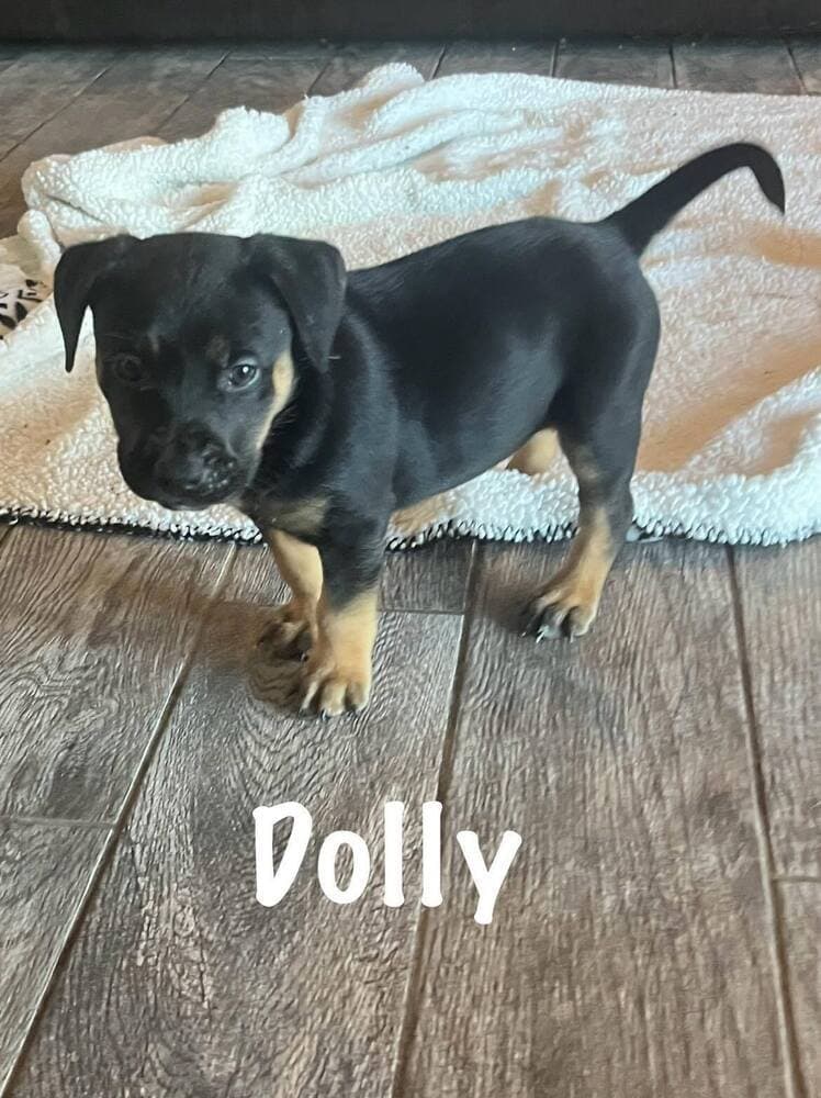 Dolly - Hound