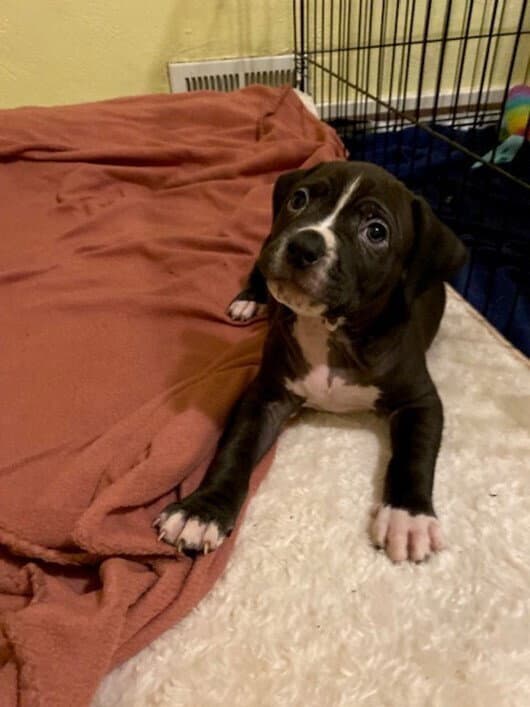 Eddie - Boxer