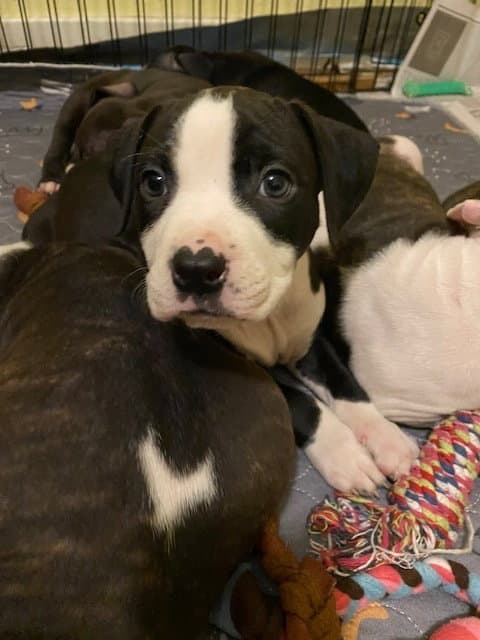 Ellie - Boxer