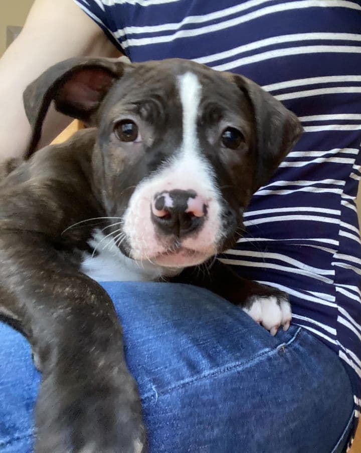 Emma - Boxer