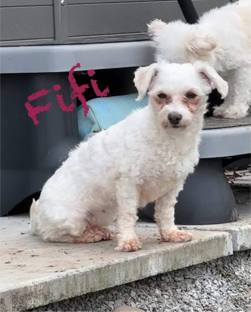 Fifi - Bichon Frise