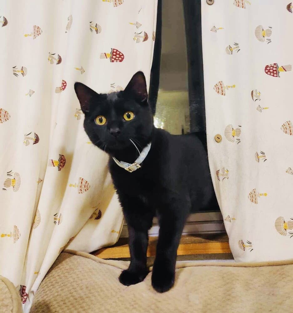 Cleo Trax - Domestic Short Hair
