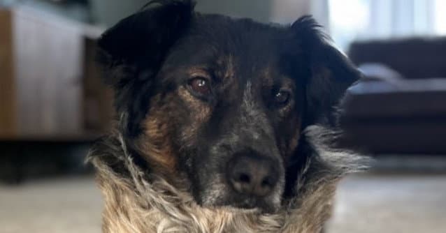 Aiden - Australian Shepherd