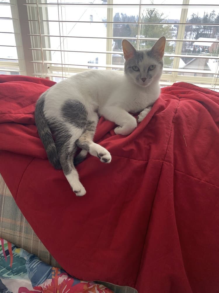 Goldie - Domestic Short Hair