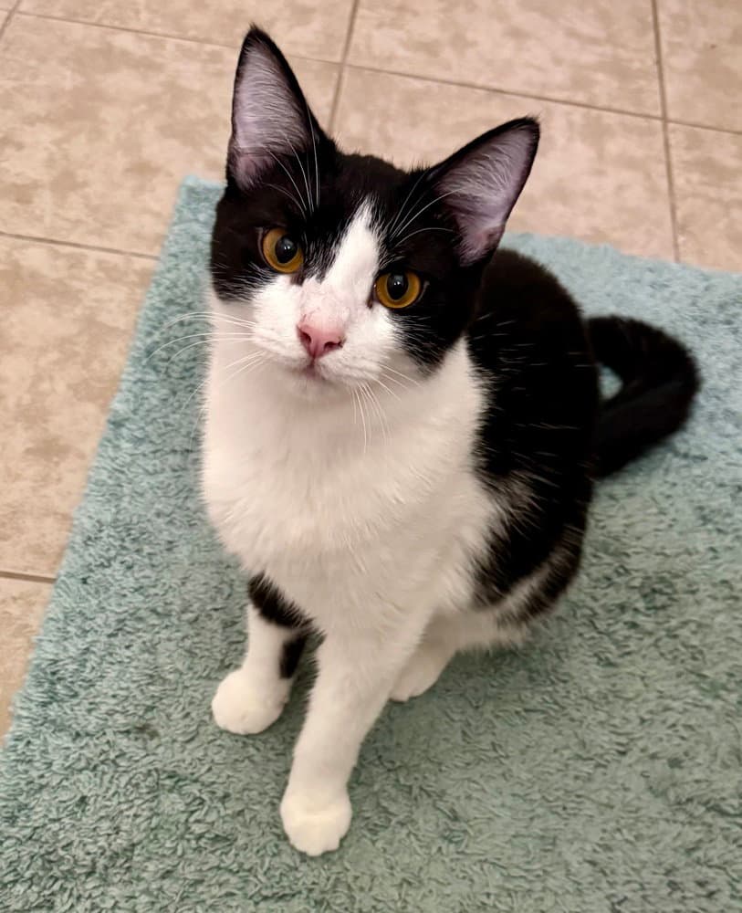 Dorothy - Domestic Short Hair