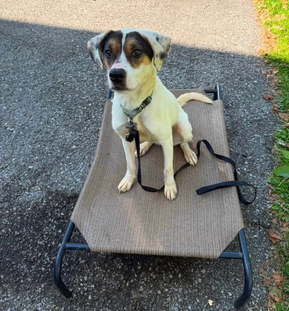 Benji - Terrier