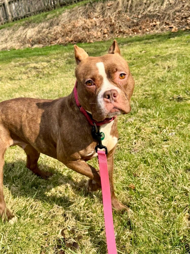 Barbie - American Pit Bull Terrier