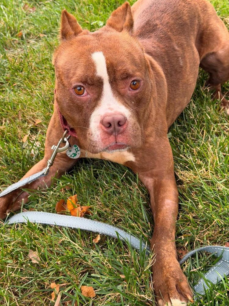 Barbie - American Pit Bull Terrier
