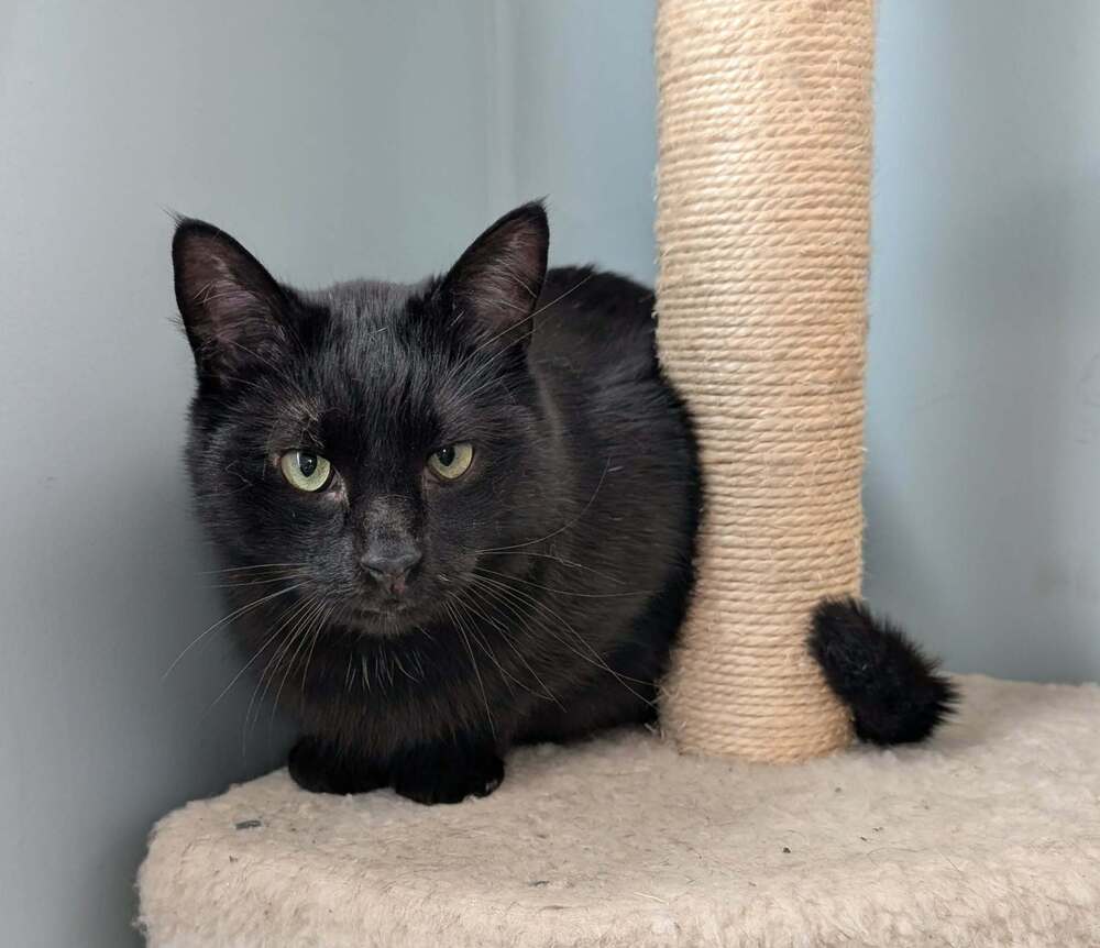 Snoopy - Domestic Medium Hair