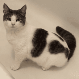 Millie image 1